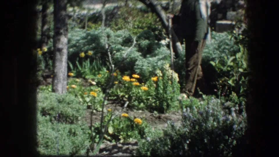1976 Jerusalem garden frame with yellow flowers and dense plantings, with the man partly cropped at the right side.