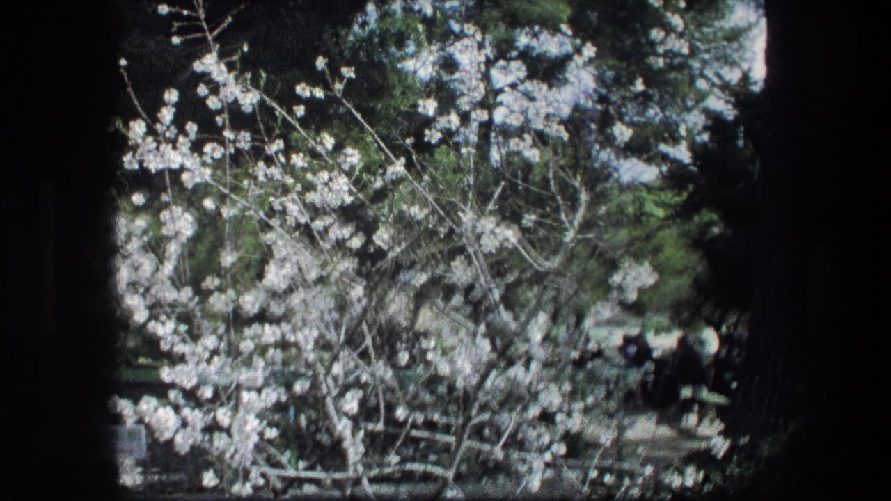 Flowering branches in the Garden Tomb garden, with trees and seated visitors faintly visible in the background.