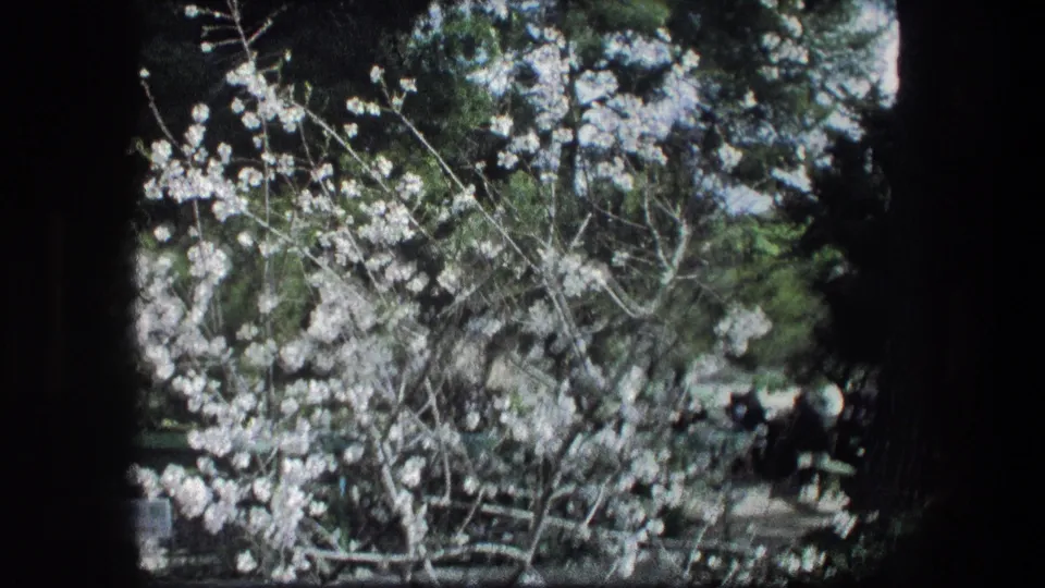 Flowering branches in the Garden Tomb garden, with trees and seated visitors faintly visible in the background.