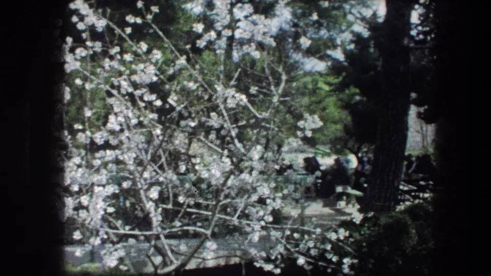 A soft 8mm view of blooming branches and shaded seating in the Garden Tomb garden, Jerusalem.