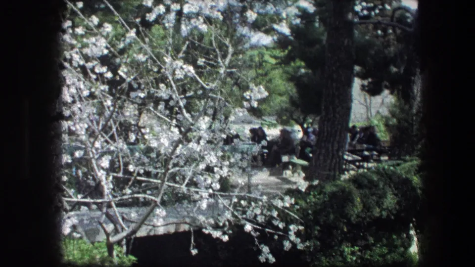 Late-frame view of white blossoms, dark trunks, and distant visitors within the Garden Tomb garden in Jerusalem.