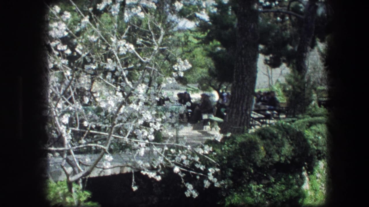 White blossoms and evergreen trees with seated visitors in the shaded garden background.