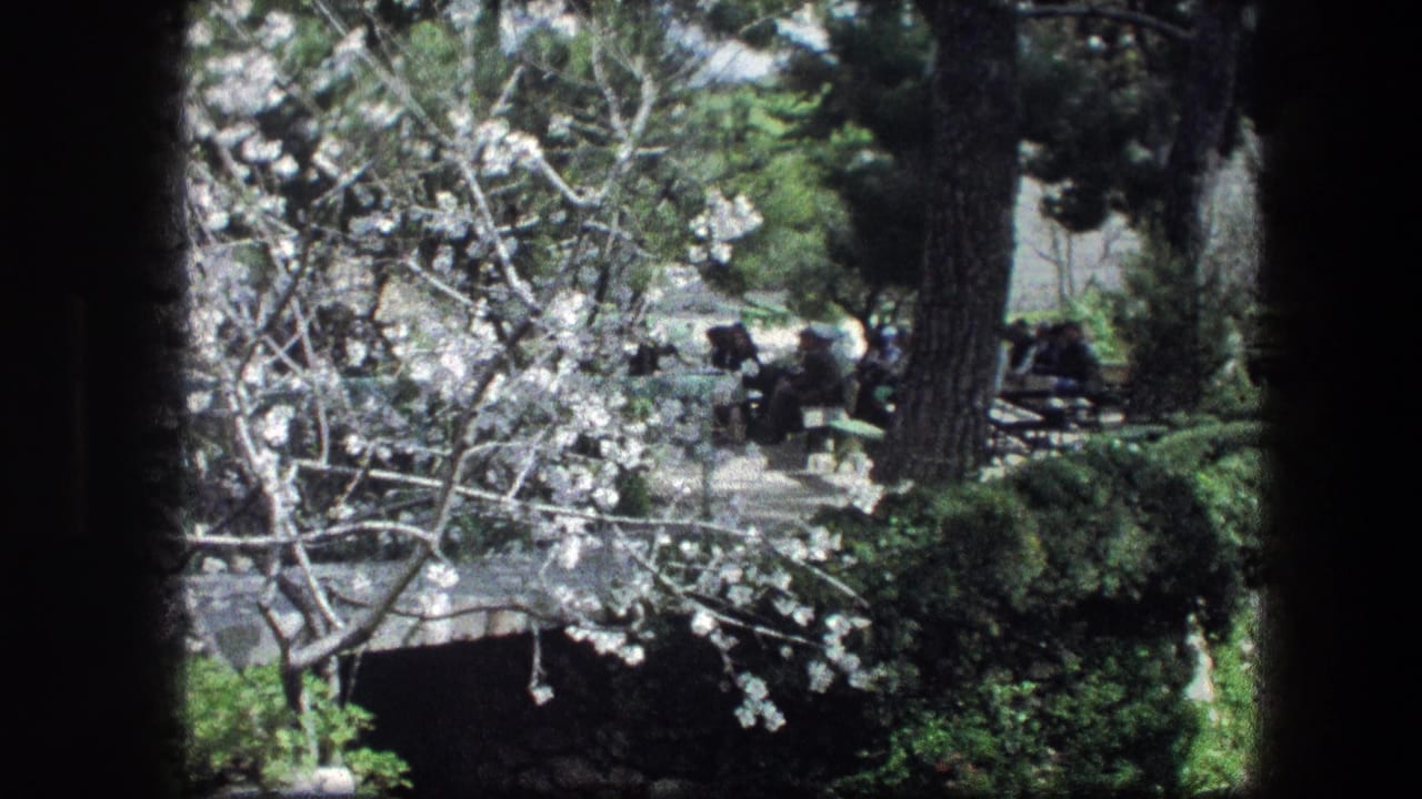 Flowering branches, evergreen trees, and distant people seated near picnic tables.