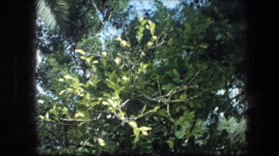 Close-up 8mm garden detail from the Garden Tomb, showing green leaves and branches against darker evergreen foliage.