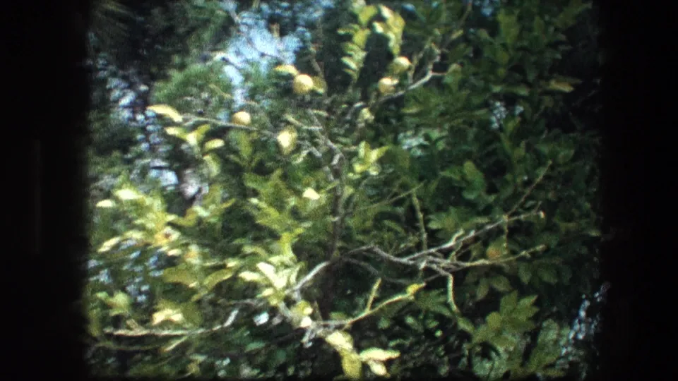 1976 Garden Tomb close-up with pale green leaves and branching stems set against layered evergreen foliage.