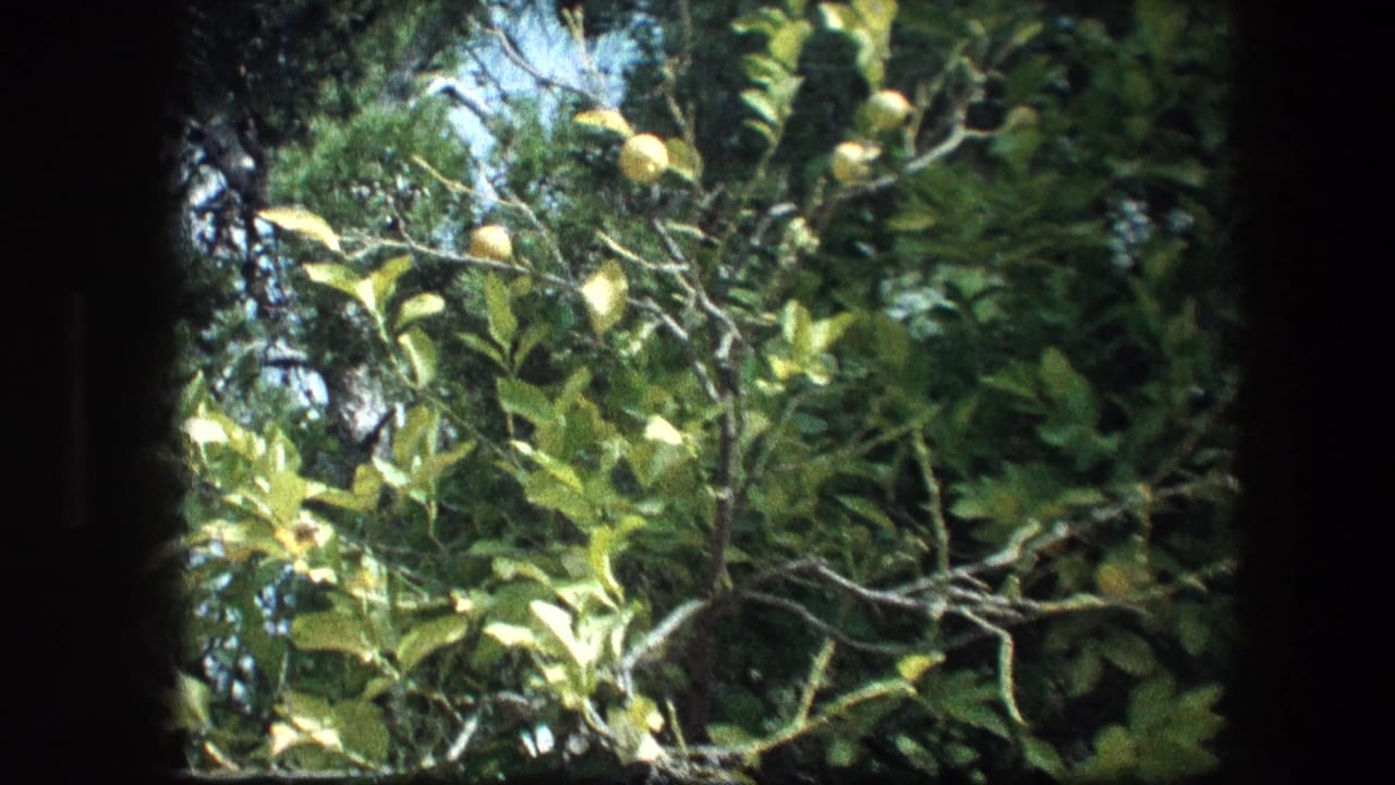 Lemon tree branches with yellow fruit and green leaves in bright daylight.
