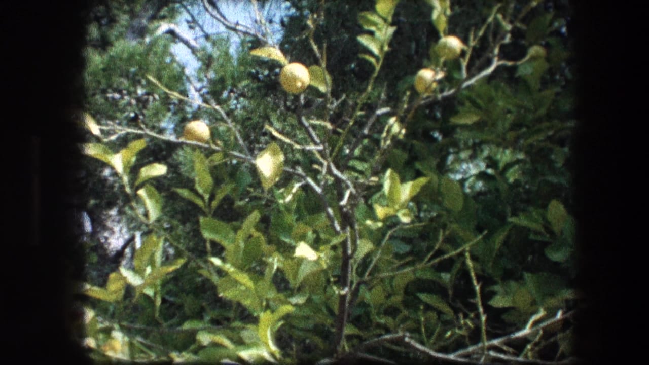 Lemon tree detail at the Garden Tomb in Jerusalem, with fruit and foliage seen in handheld 8mm footage.