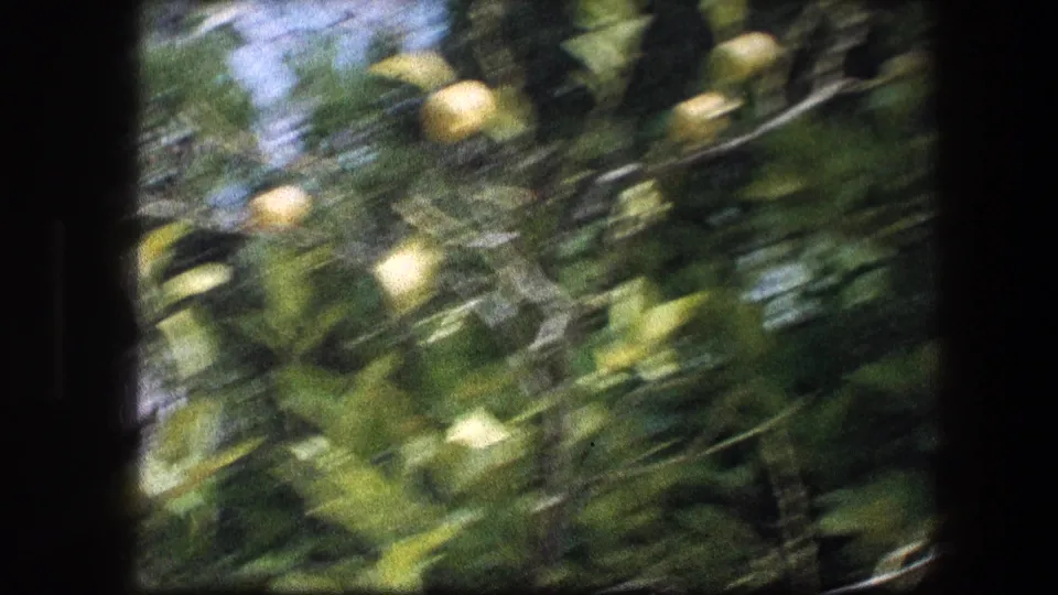 Motion-blurred 8mm view of lemon tree foliage during a handheld camera move in the garden setting.