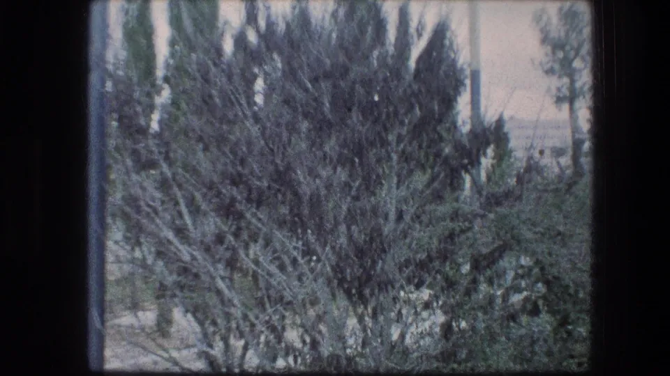 A handheld 1976 8mm view shows dense garden shrubs, tall narrow trees, a path, and a pale distant building element in Jerusalem.