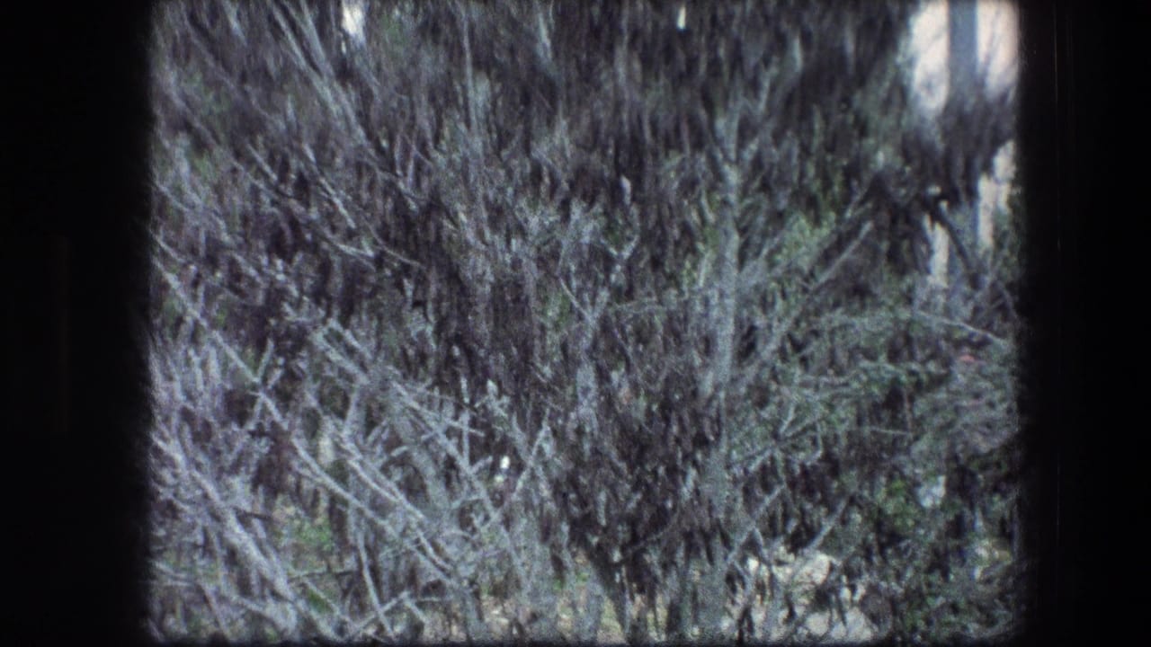 Close view of dense green and gray brush filling the frame.