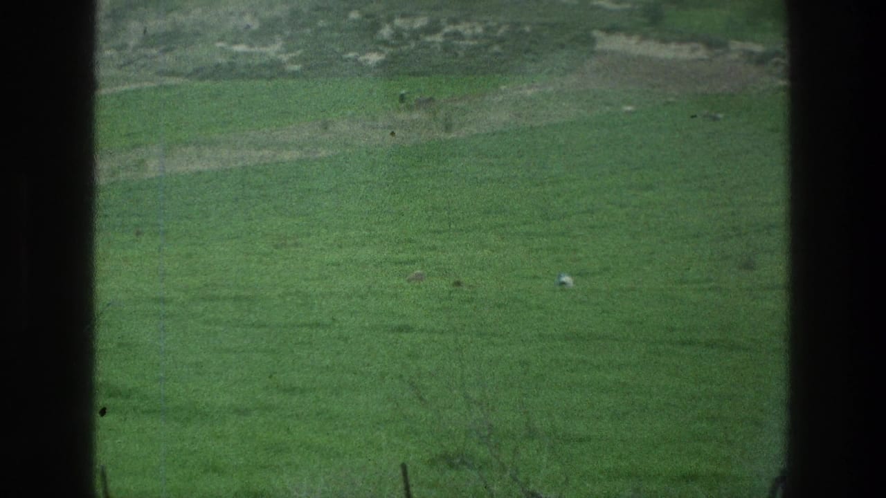 Open green grass with dark vertical framing and a small pale spot.