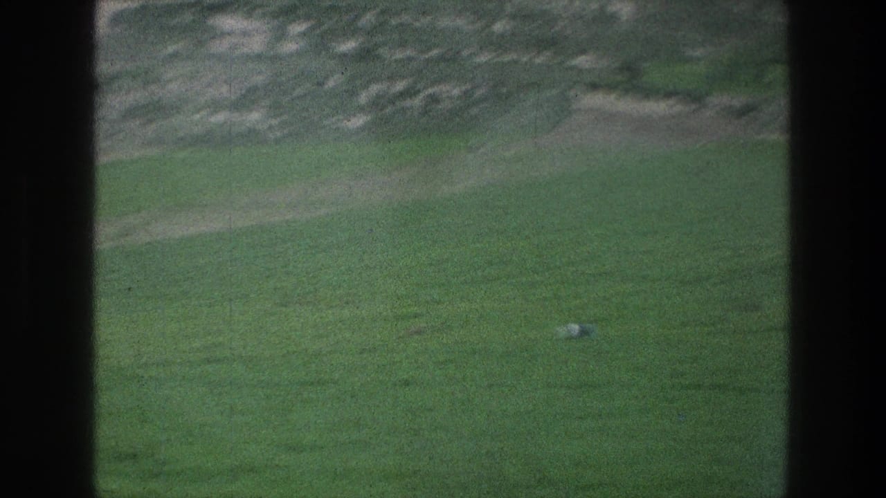 Green field with a small pale animal or object at right and rocky ground behind it.
