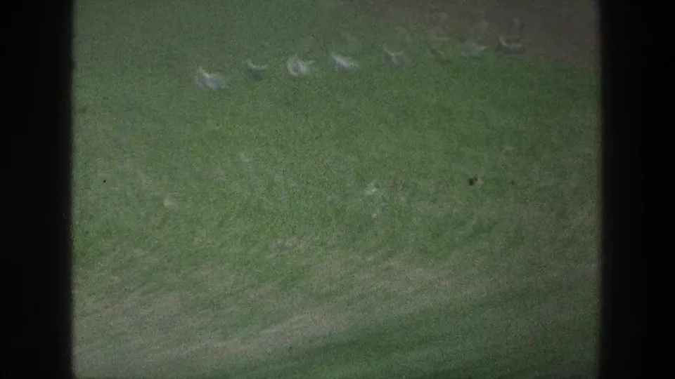 1976 Jacobs Well Jerusalem home-movie frame with small pale animals crossing a grassy field behind a dark vertical obstruction.