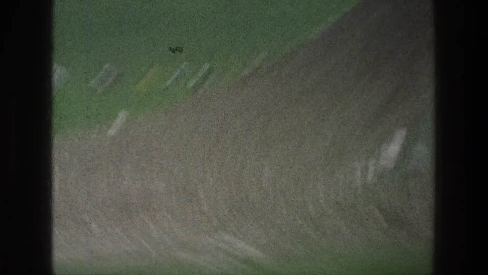 Soft, grainy 8mm frame from the Jerusalem-area reel showing animals moving over green and brown field ground.