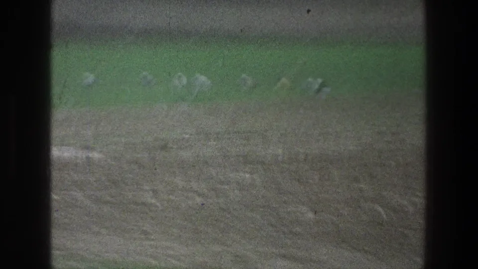1976 8mm frame near Jacobs Well Jerusalem showing a line of pale animals crossing green grass above brown earth.