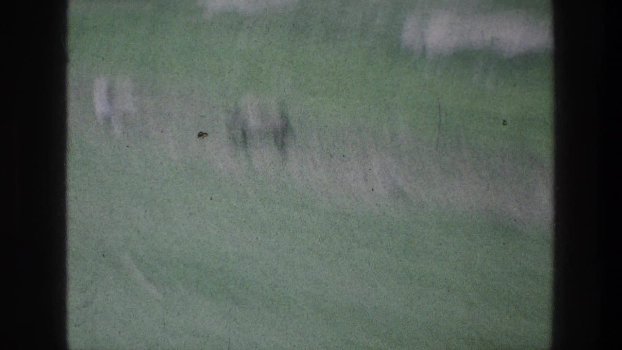 Blurred animals grazing on green sloped ground behind dark frame edges.