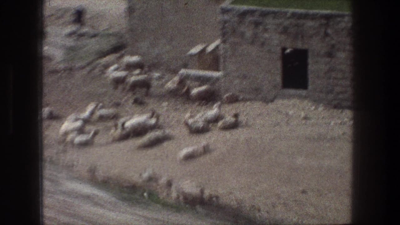 Sheep or goats clustered near a stone building and dusty road.