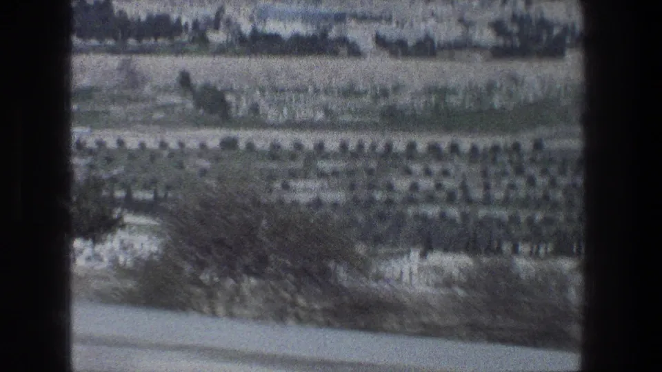 1976 Jerusalem hillside view with terraced fields, rows of trees, stone walls, and scattered distant buildings.