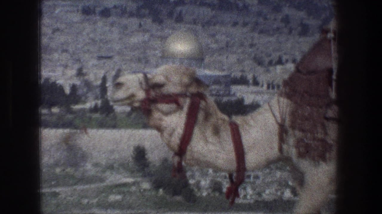 Camel with red harness walking before a distant golden dome and stone cityscape.