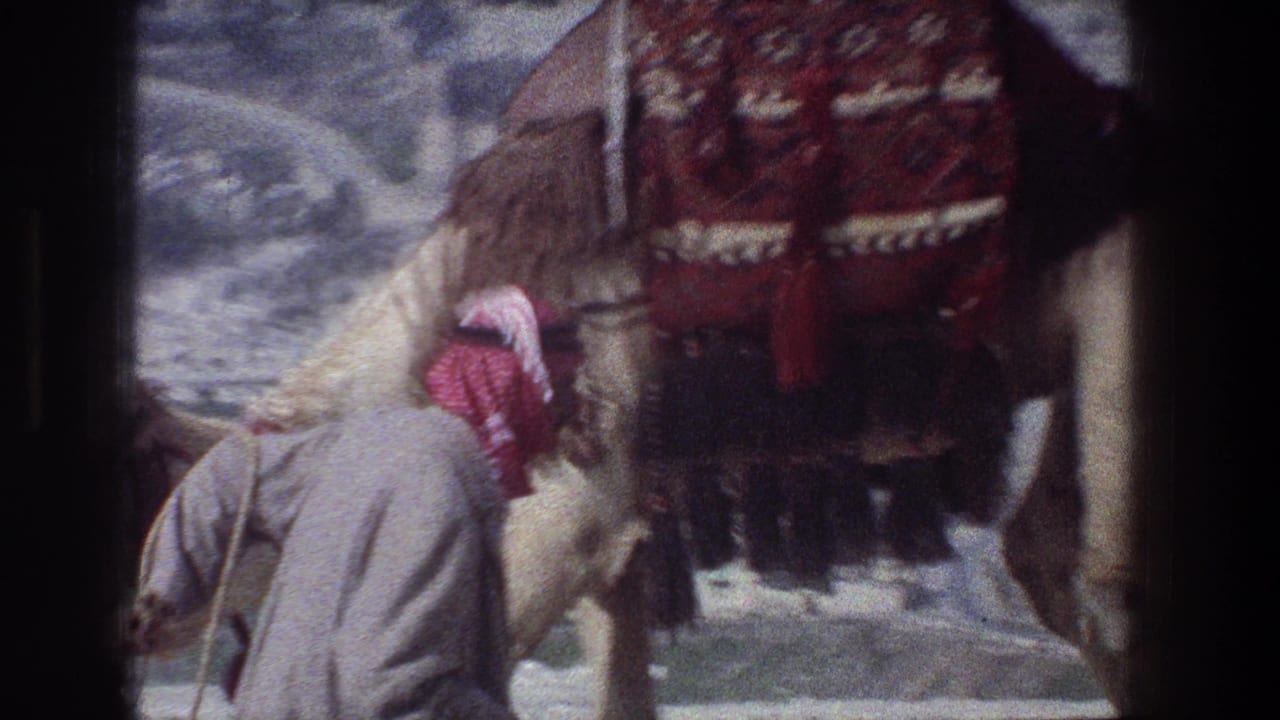 Camel with patterned blanket beside a man holding a rope.