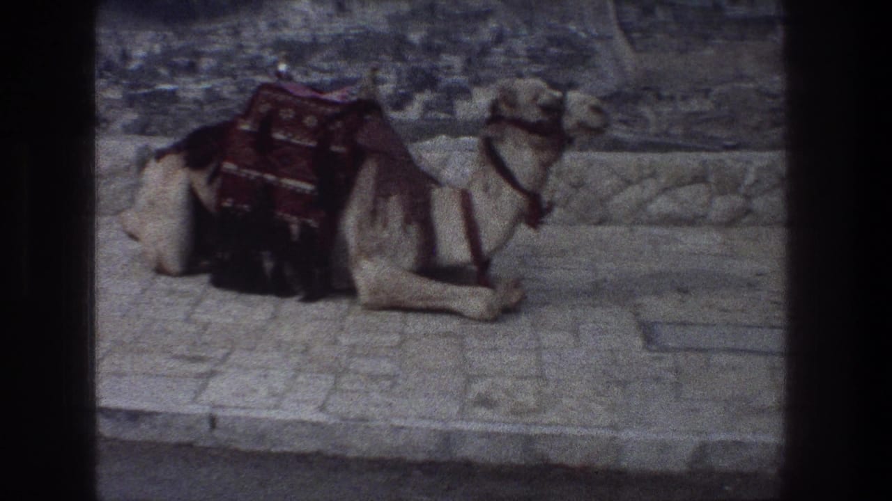 Resting camel on a paved walkway with a red patterned saddle blanket.