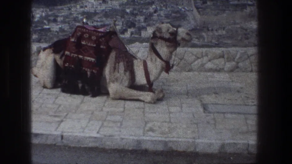 Close 1976 travel-film view of a resting camel on stone paving in Jerusalem, with a patterned red blanket.