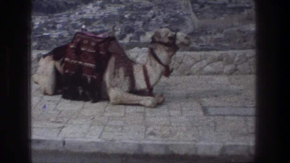 A saddled camel rests beside a low stone wall in Jerusalem, with a soft 8mm city background.