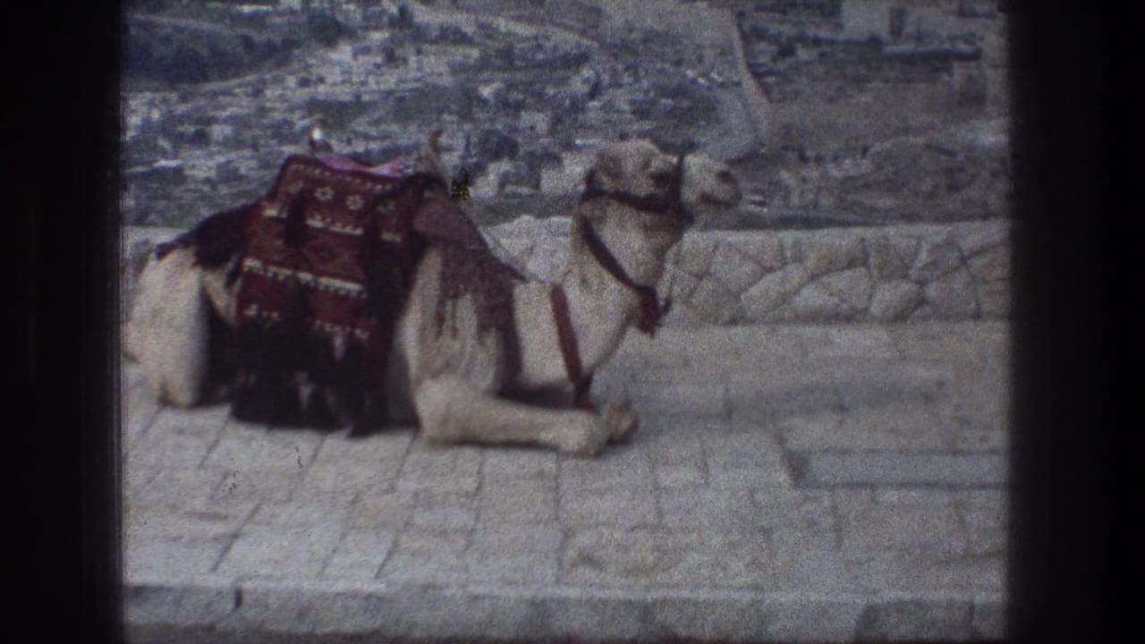 Resting camel with patterned blanket on stone paving above a distant city view.
