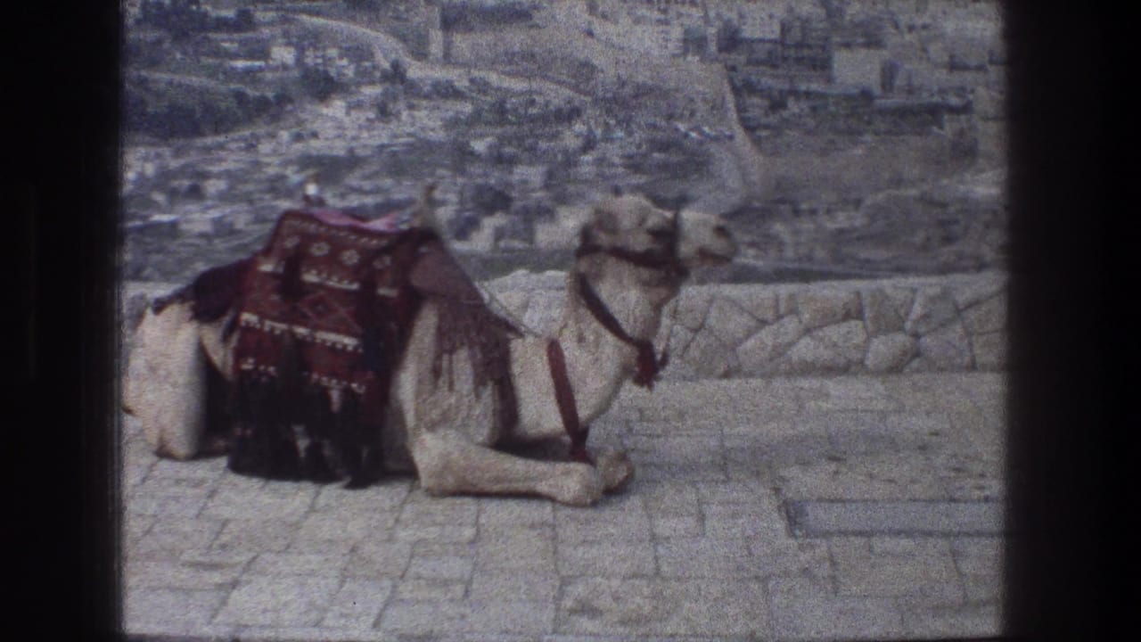 In this 1976 Jerusalem travel frame, the camel lies calmly with its head raised beside a patterned blanket and city backdrop.