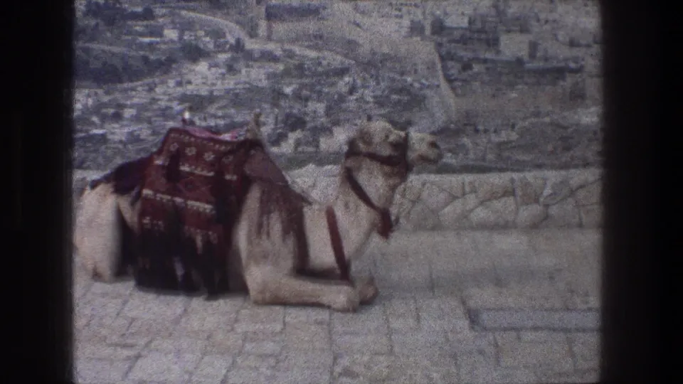 The camel remains seated on the stone surface, its blanket visible against the muted 8mm view of Jerusalem beyond.