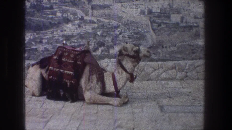 A final frame holds on the resting camel, red blanket, paved overlook, and soft distant Jerusalem hillside.