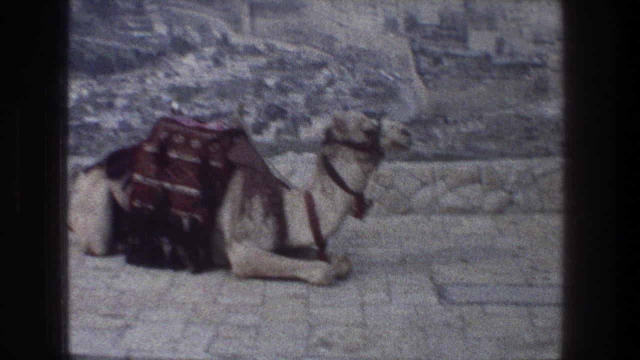 White camel resting on stone paving with a patterned blanket over its back.