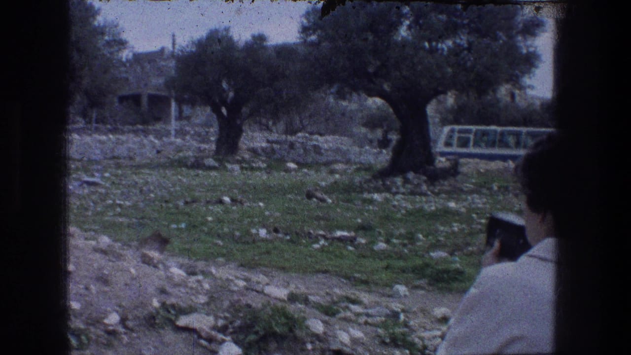 Olive trees, rocky ground, stone wall, and a person seen from behind at right.