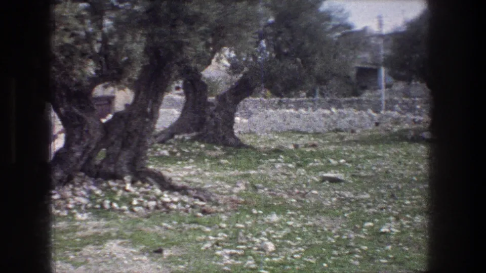 1976 Jerusalem 8mm frame centered on an olive tree in a rocky field, with stone walls and distant buildings beyond.