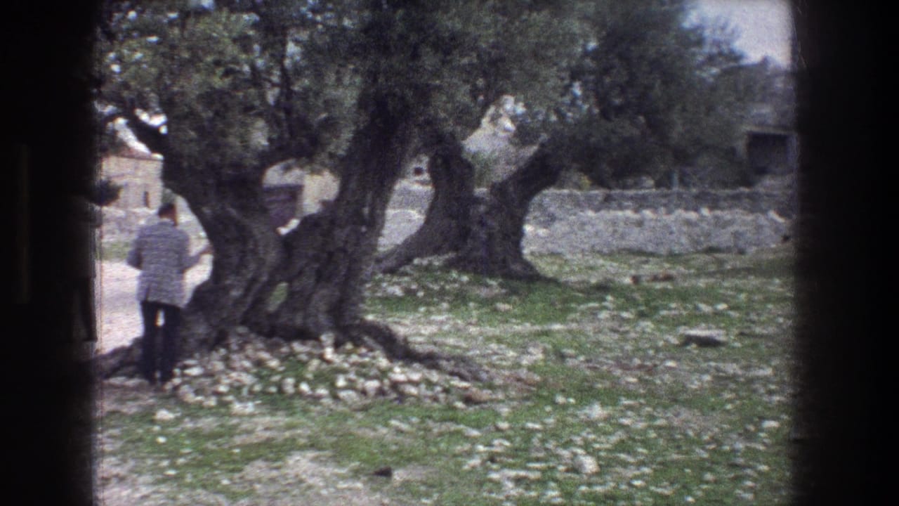 Adult beside gnarled olive trees near a dirt path and low stone wall.