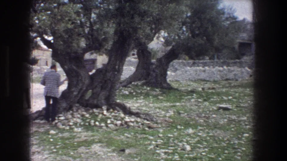 1976 8mm Jerusalem home-movie frame showing an adult near old olive trees, exposed roots, rocks, grass, and a stone wall.