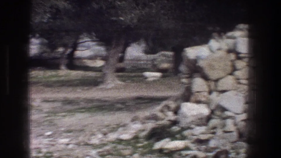 1976 Jerusalem 8mm frame showing a rocky grassy field, olive trees, dry-stone walls, and distant sheep-like shapes.