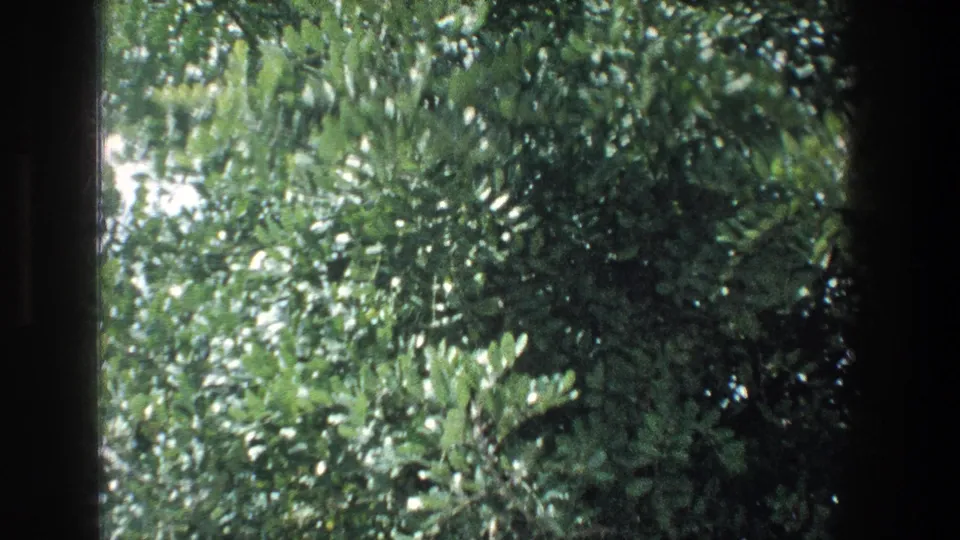 The moving 8mm shot ends on bright green foliage near the vehicle window, with no people or signage visible.