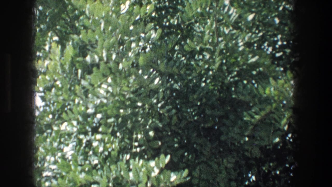 1976 Jerusalem 8mm frame showing dense green leaves beyond a dark interior window edge.
