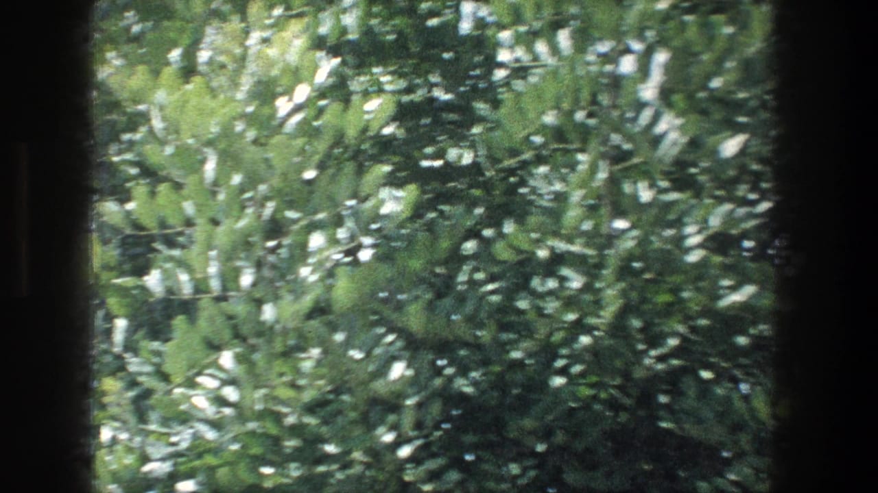 1976 Jerusalem 8mm view of sunlit foliage with dark window framing at the sides.