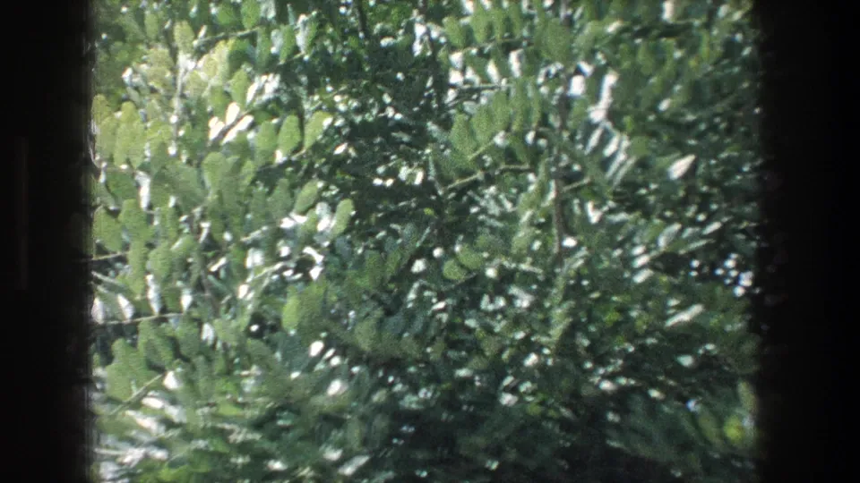 1976 Jerusalem home-movie frame with dense foliage partly divided by a dark window frame.