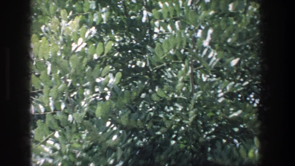 1976 Jerusalem 8mm still of green foliage viewed through dark window framing.