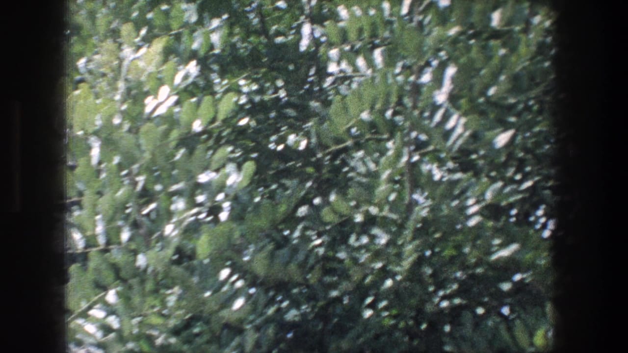 Leafy green trees seen through a dark train-window frame.