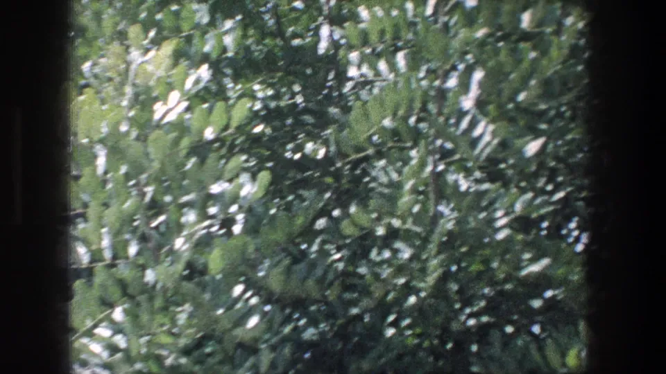1976 8mm travel view of dense green foliage seen through a dark train-window divider in Jerusalem, Israel.