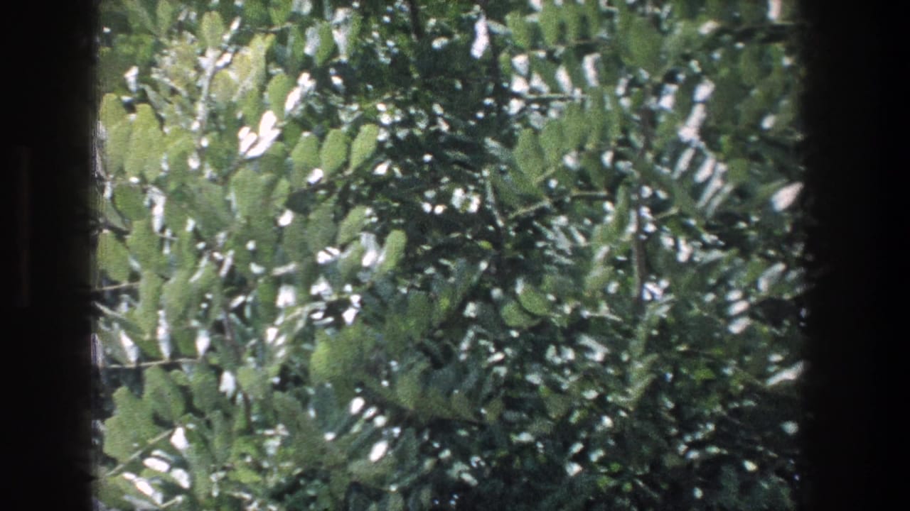 Dense green foliage behind a vertical dark window edge.