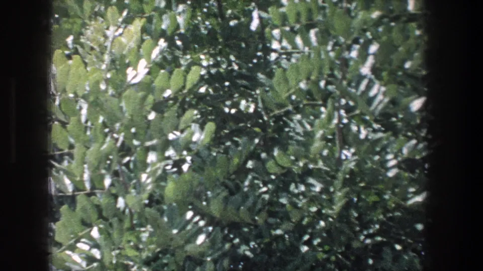 Green trees and leaves fill the view beyond a dark vertical train-window edge in this 1976 Jerusalem travel clip.