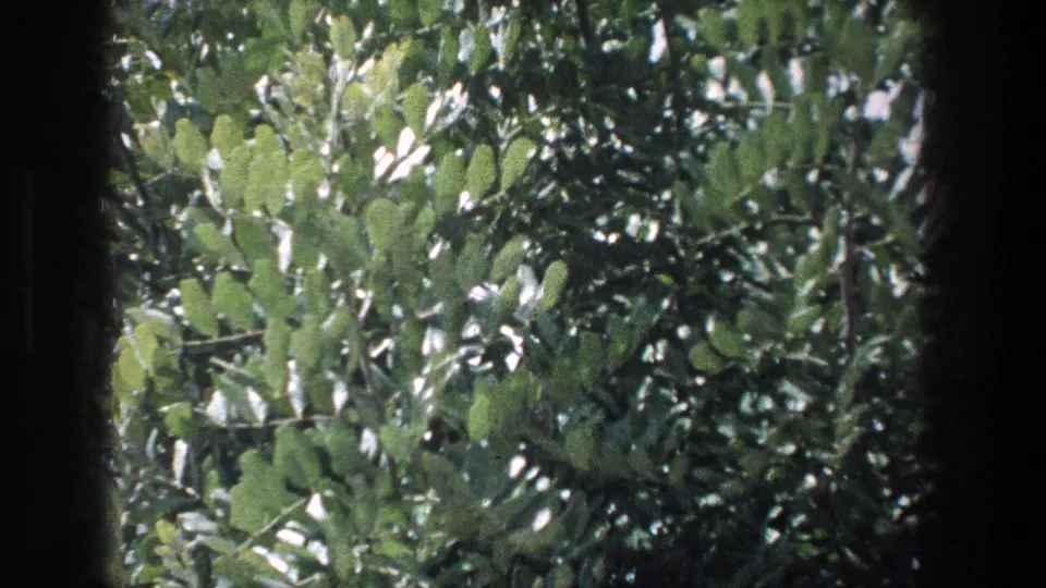 A close 8mm view of green foliage passing outside the train, bordered by dark interior window edges.