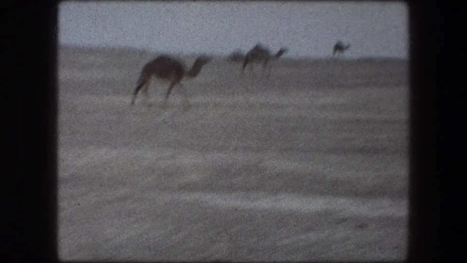 1976 Messada, Israel 8mm frame with camels crossing dry terrain, sparse scrub, and soft handheld film texture.