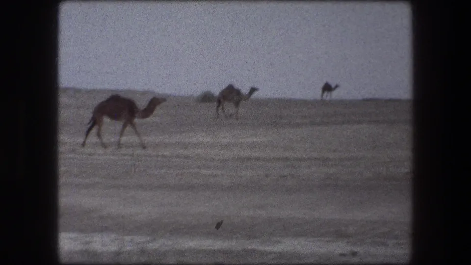 1976 Messada, Israel 8mm frame showing camels moving over arid terrain with low hills and vehicle-window framing.