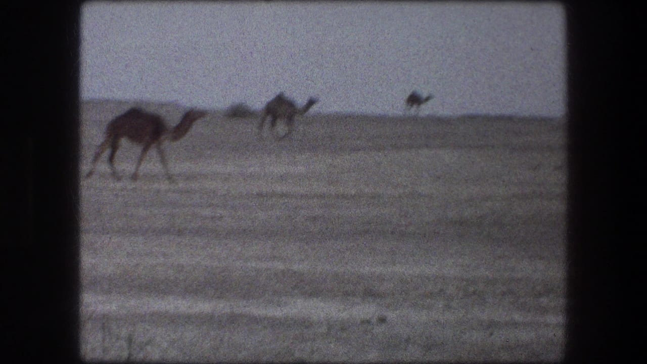 Camels walking across a flat arid plain with low hills in the distance.